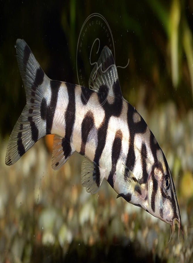 Swimming Creatures 2 Yoyo Loaches (Botia almorhae) Freshwater Aquarium Fish (Size Approx. 1") - Image 2